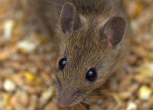 Brown-Mouse