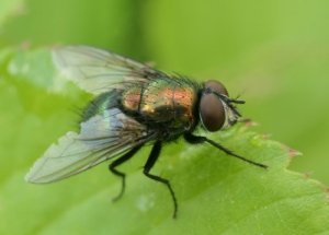 Do Flies Have Feelings Too?