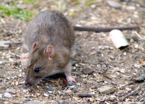 Are Rodents Still a Pest During Winter?