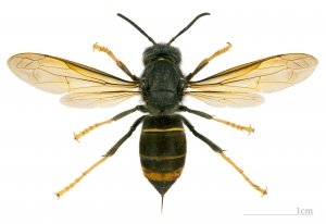 Asian Hornets